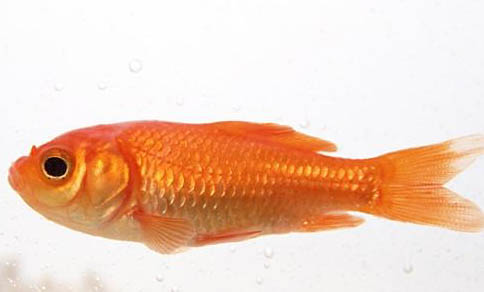 六角龍魚會(huì)撐死嗎?