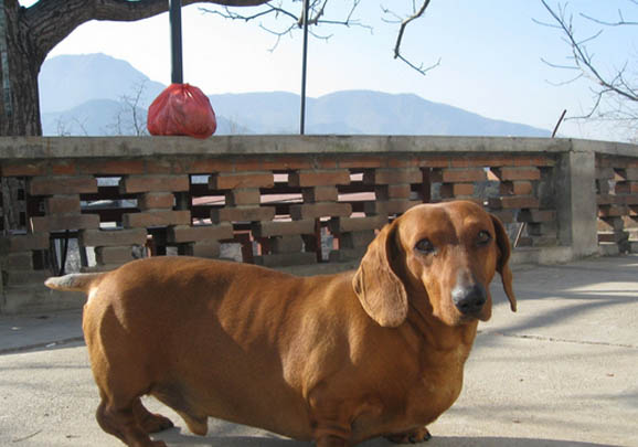 臘腸犬可以吃人類(lèi)的什么食物