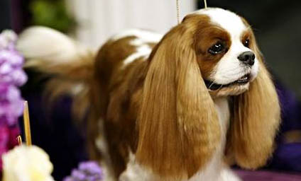購買田野小獵犬的注意事項