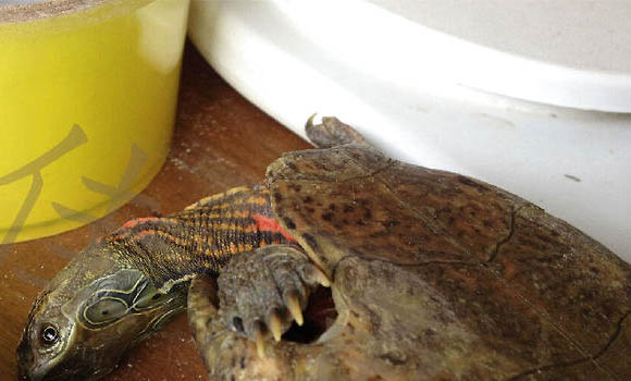 眼斑龜如何飼養(yǎng)