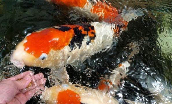 鰨目魚和龍利魚一樣嗎