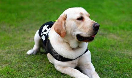 導盲犬小q是什么犬拉布拉多的溫順有更多人喜愛!