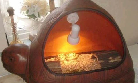 蘇卡達陸龜一只200元