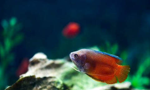 觀賞魚錦鯉飼養的水質要求