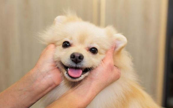 狗狗犬窩咳會有哪些癥狀