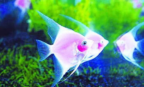 神仙魚繁殖方法