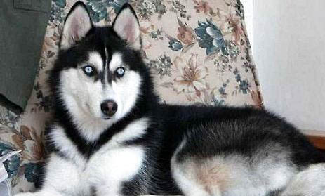 哈士奇犬和阿拉斯加犬的區別