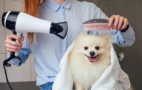 狗狗一天不喝水有事嗎