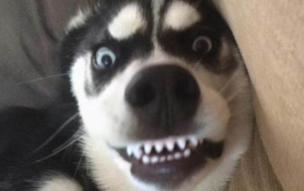 泰迪狗身上有味的原因有哪些