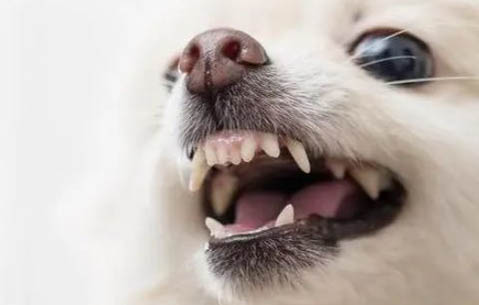 為什么狗狗會得黃疸肝炎的原因