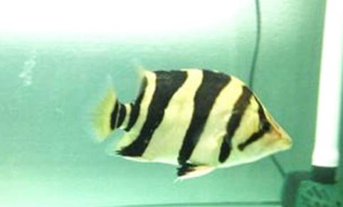 鱷魚(yú)的品種有哪些