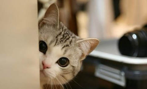 健康貓會攜帶貓瘟病毒嗎?