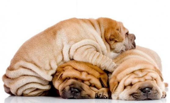 中國沙皮犬真菌感染的原因