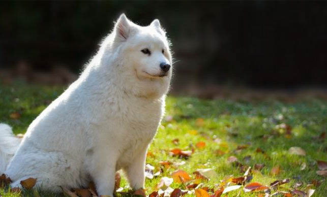 什么樣的狗狗適合家里養