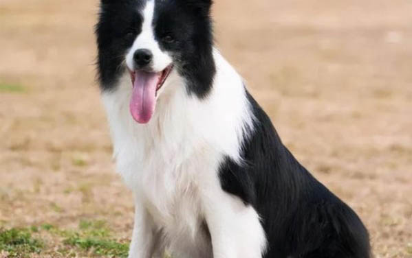 比利時牧羊犬消化不良
