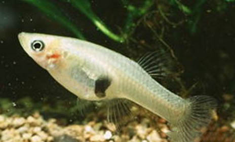 釣鯽魚(yú)時(shí)會(huì)有小魚(yú)鬧窩嗎
