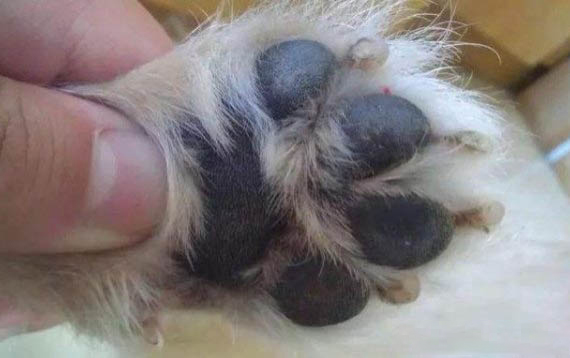 狗狗多少度就會發冷