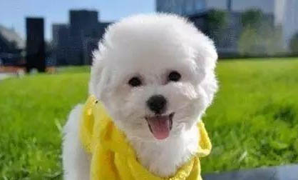 金毛幼犬20天什么樣子圖片