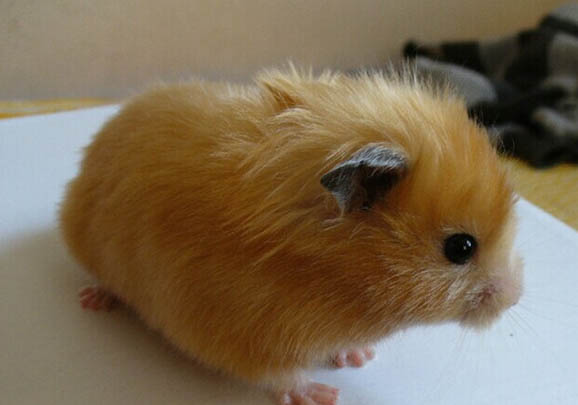 怎么訓(xùn)練西施犬不吃屎