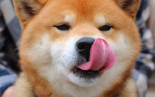 狗狗懷孕后多久洗澡比較好
