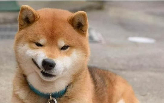 狗狗一般打幾聯疫苗