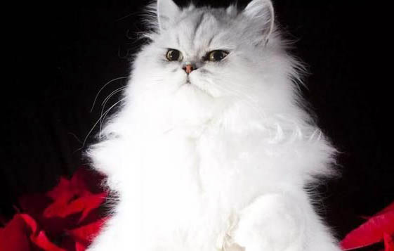 波斯貓能活多長(zhǎng)時(shí)間?