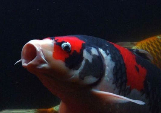紅頭三色神仙魚好養嗎