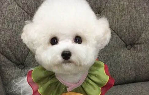 狗狗可以吃貓罐頭嗎