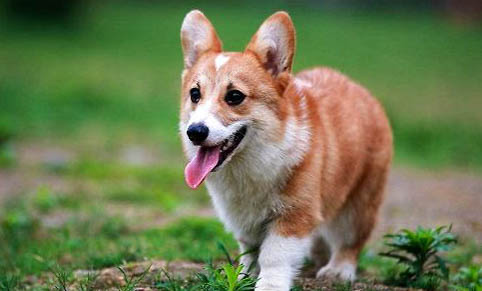 柯基和柴犬哪個好養?