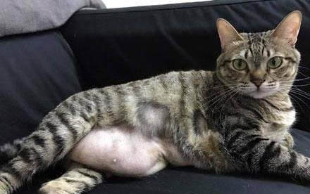 貓呼吸頻率正常情況是多少