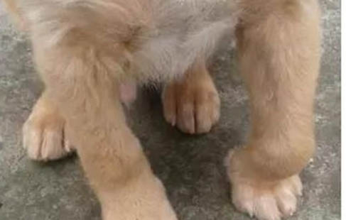 狗狗傷口上什么消炎藥