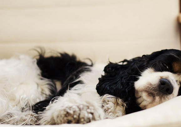美國可卡犬例假多久后能洗澡