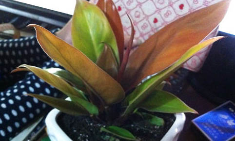 紅寶石魚好養(yǎng)嗎?