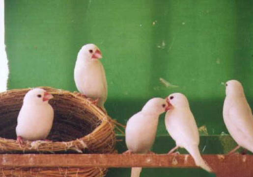 文鳥養(yǎng)多久認(rèn)主人