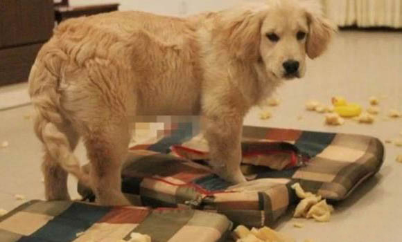 狗狗項圈和肩背帶哪個好