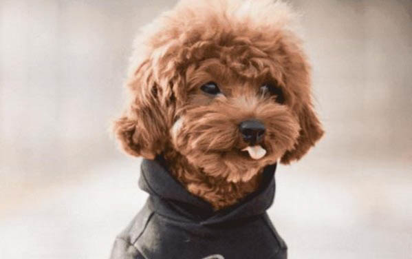 狗狗緊急避孕什么時(shí)間最好