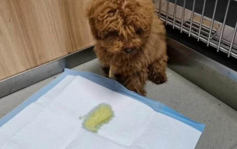 狗狗蛋蛋上長黑色的斑塊