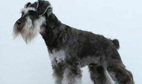 雪納瑞犬吐白色粘稠液體的原因及處理方法