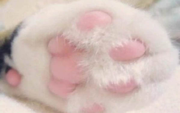 貓咪可不可以吃雞蛋