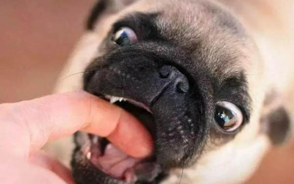 看家狗養什么最好?