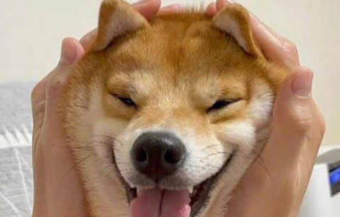 狗狗為什么總是吧唧嘴
