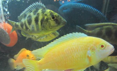 養熱帶魚停電怎么辦