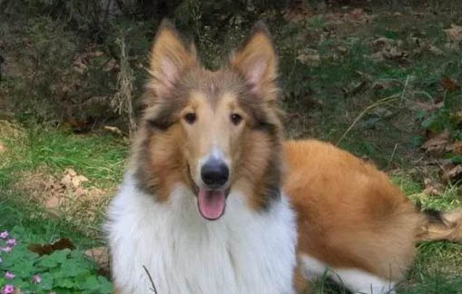 夏季,蘇格蘭牧羊犬不愛吃飯怎么辦