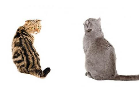 如何正確飼養不同年齡階段的貓咪