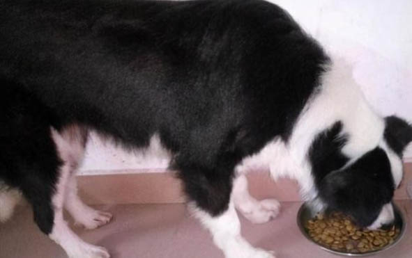 邊境牧羊犬價格多少錢一只