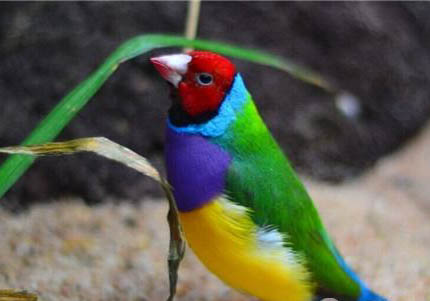 七彩文鳥(niǎo)一母二公繁殖嗎