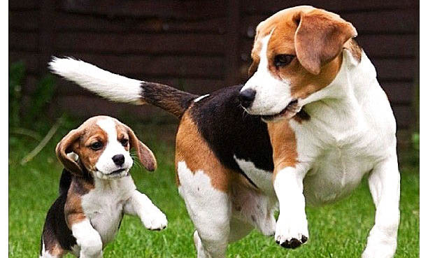 比格犬和柯基犬哪個好