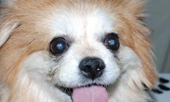 博美犬和泰迪哪個好