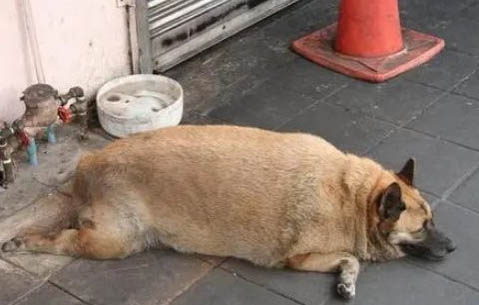 狗狗低燒有哪些癥狀