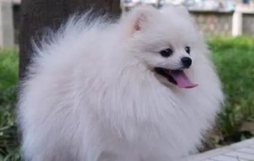 純種博美犬有什么特征